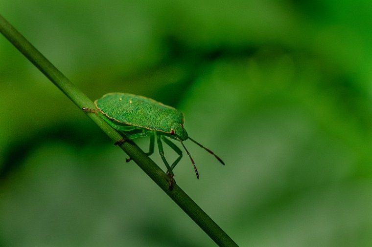 39 Groene Schildwants.jpg